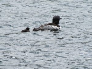 Mother loon with babies