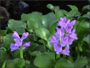 Water Hyacinth (Invasive)