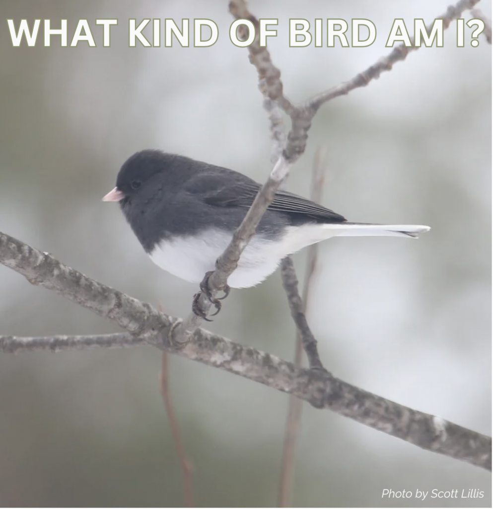 What Kind of Bird Am I?
